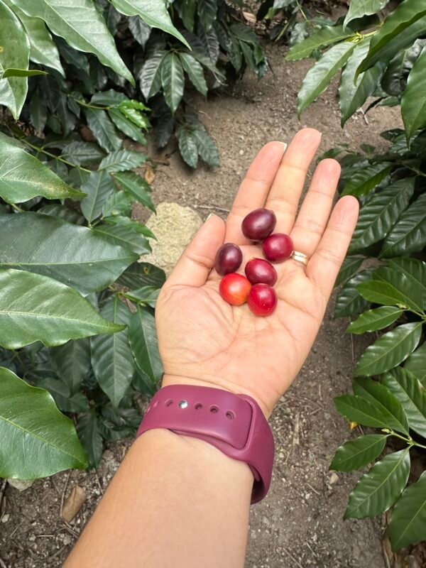 Tour de la Finca