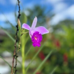 Arundina graminifolia (Orquídea Bambú)
